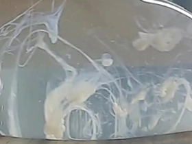 Guy cums in a condom filled with water